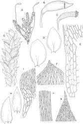 Image: R.C. Wagstaff © Landcare Research 2018 